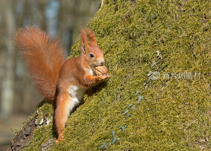 欧亚红松鼠(Sciurus vulgaris)